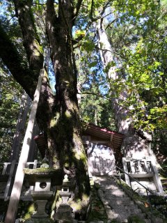 御坂神社の日本杉（やまとすぎ）　社の右側