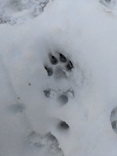 熊の足跡