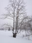 IMG_4161