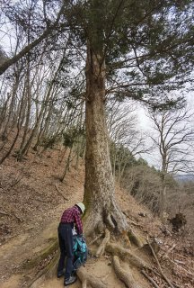 大モミの木のある展望適地